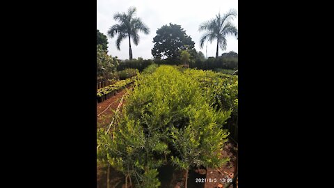 Trip to my most beautiful farm in the world in Brazil SP