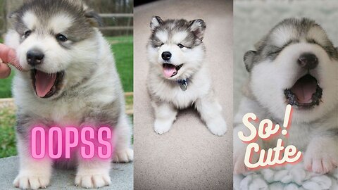 Baby Alaskan Malamute Cutest and Funniest Moments New Compilation 😍 😍 😍