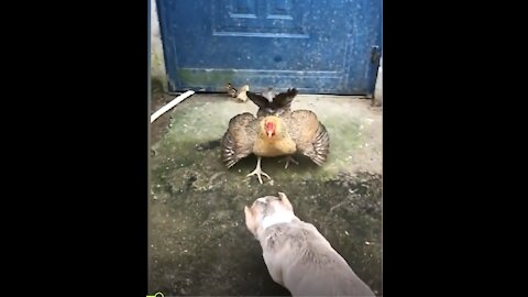 dog vs chicken fight