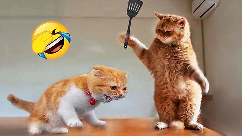 Funny Cats And Dogs Videos 😂