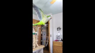 Amazing parrot in slow motion flight