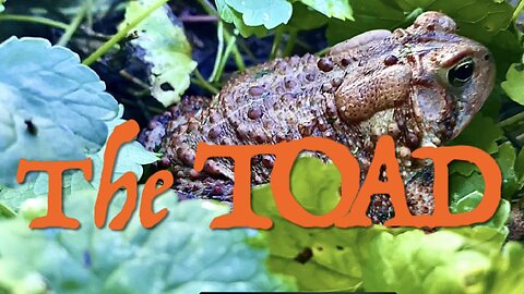 The TOAD