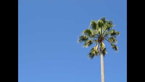 Onde plantar uma palmeira? Pendurar num candeeiro de rua é a solução!