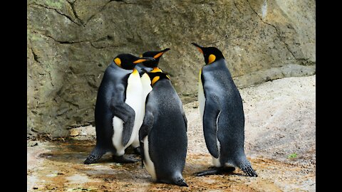 PENGUINS, Animals For Kids