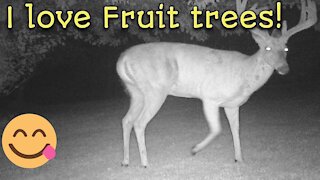 Big BACKYARD BUCK eats PEARS! (trail cam)