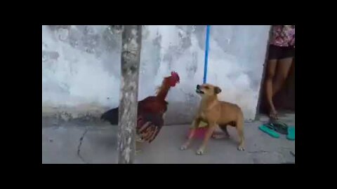 Chicken VS Dog Fight - Funny Dog Fight Videos