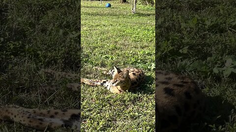 Good Morning Birthday Girl! Looks like someone has hit the snooze bar this morning! NALA SERVAL