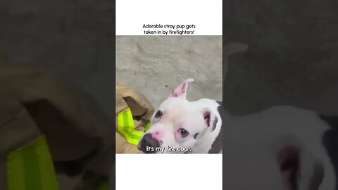 Firefighters rescue pit bull #Firefighters #doglover #PitbullLove #FiremanHeroes #FYP #FY #Viral