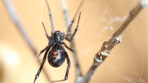 29982-Three Brothers Let Themselves Get Bitten by a Black Widow Spider While Trying To Become Spider-Man