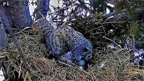 Dinnertime For The Owlets 🐥🐥🐥 04/14/23 20:28