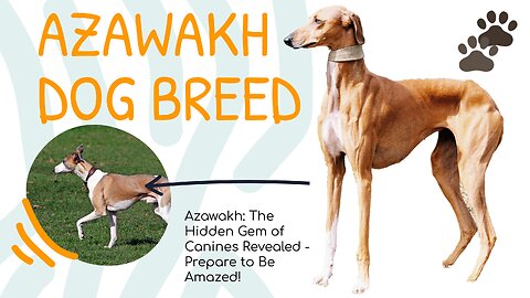 From Africa to Your Heart: Discover the Graceful Azawakh Breed That Will Melt Your Soul!