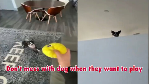 Don't mess with dog when they are Angy | Watch till end