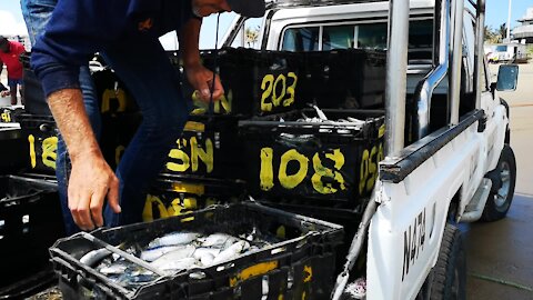 SOUTH AFRICA - Durban - Frenzy of sardine netting off Durban uShaka beach (Video) (gbp)