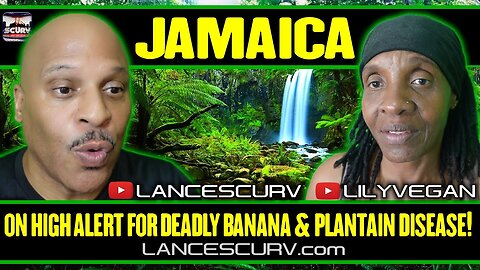 JAMAICA ON HIGH ALERT FOR DEADLY BANANA AND PLANTAIN DISEASE! | LILYVEGAN & LANCESCURV