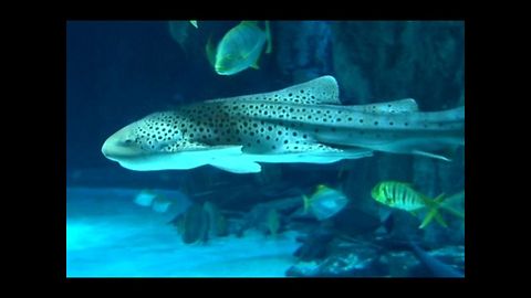 Zorro The Zebra Shark Moves House