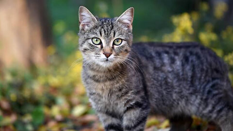 Feline Predators: The Hidden Threat to Wildlife