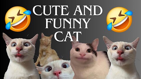 cat videos funny ! cat videos