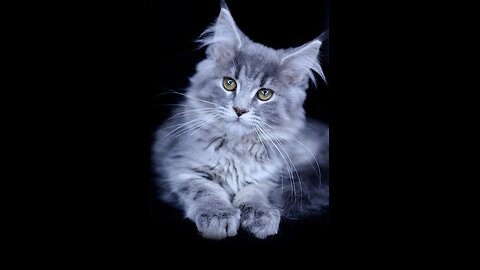 Most popular Top 10 cat breeds