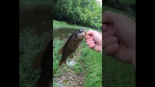 Are rock bass river bullies?