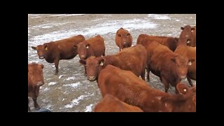 Annual Calving Meeting 2022 | Hashknife Ranch | Calving Season