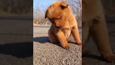 Dog taking sun bath #petvideos #funnyvideo