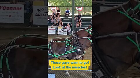 Horse Pull, Windsor Fair, Maine, 2023 GreenTeam Part 2