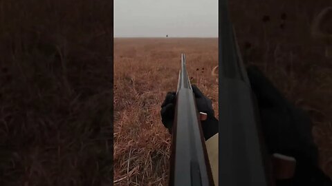 Kansas Bobwhite Quail and Golden Retriever #bobwhite #quailhunting #goldenretriever