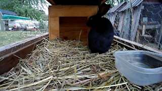 A quick stare from young rabbits