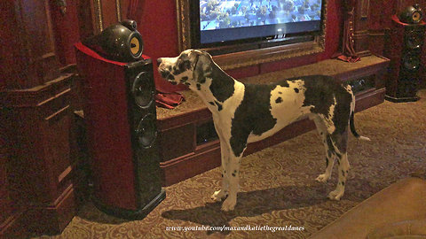 Great Dane Puppy Can't Figure Out Speaker Voice