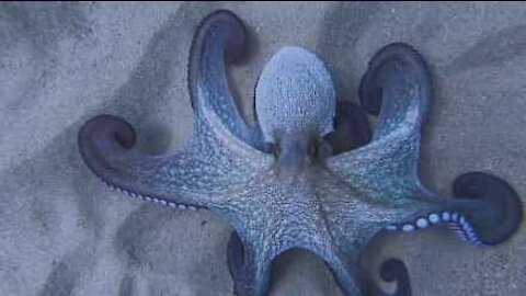 Octopus hypnotically changes color