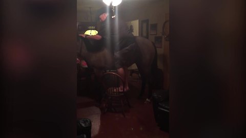 Two Men And A Horse Having Fun In A Living Room