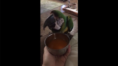 Macaw verbally expresses love for favorite juice