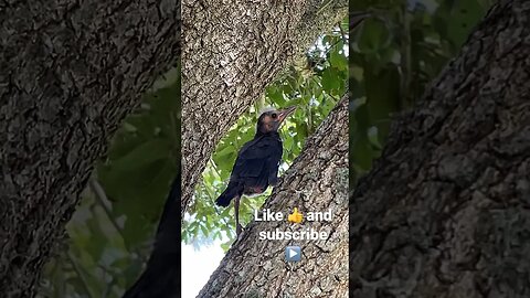 We saved a baby bird 🐦 👍like & ▶️ subscribe #savingbabybird #birdrescue #babybirds #babybirdvideo