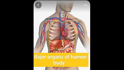 Majors organs of human body