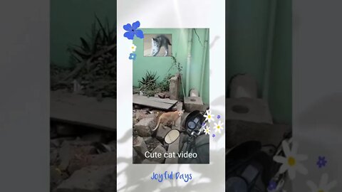 Cute cat video,#shorts#,#catlover#,#🐈 cat#,#cute#, #street #, catcat videos