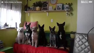 Les 6 chiens les mieux dressés au monde!