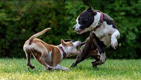 Large German Shepherd attacks Pitbull