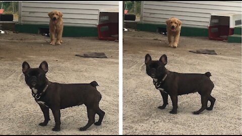 French Bulldog and Golden Retriever