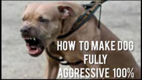 How To Make Dog Become Fully Aggressive With a Few Steps!