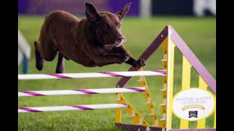 Watch 5 of the best WKC Dog Show moments to celebrate National Puppy Day | FOX SPORTS