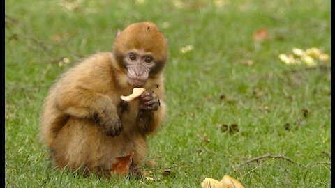 Cute Baby Monkey Earing food