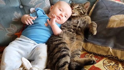 Cats and dogs meeting babies for the first time - Cute animal compilation