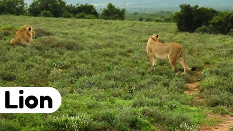 #kolinsky • A Lion and Lioness in the Fields