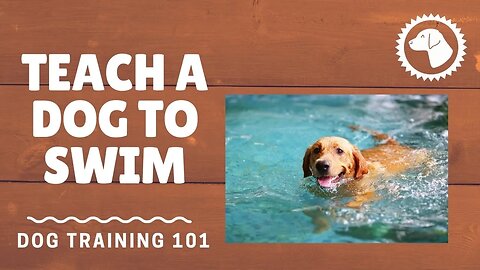 How To Teach A Dog To Swim In A Pool | DOG TRAINING 🐶 #BrooklynsCorner