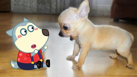 Little Cute Puppy vs Tiny Spongebob 🐶 Spongebob in Real Life ! Funniest Cats And Dogs Videos