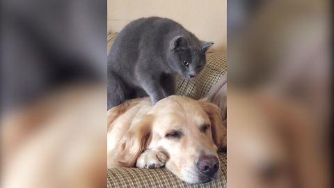 Dog Falls Asleep During A Massage