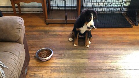 Bernese Mountain Dog Puppy! The Mighty Maya - Is Breakfast Ready Yet?