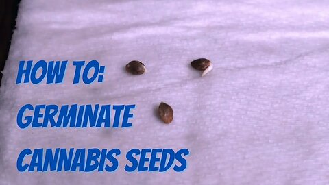 Homegrown EP 1: How To Germinate Cannabis Seeds