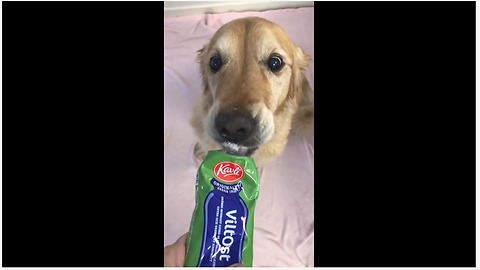 Cheese-Loving Pooch Indulges In Her Favorite Snack