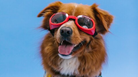 STYLISH DOG: THE DARK GLASSES MADE FOR HIM